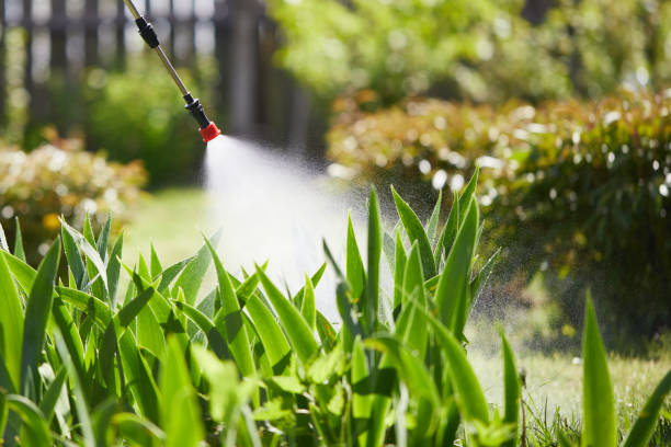 24/7 Emergency Termite Control experts in Violet, LA